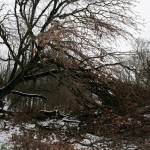 42b-Halle Kröllwitz Traubeneichen Westrand Saalwerder Westlich Krällwitzer Graben