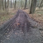 4a-Blick Zu Nordweg NSG Peißnitz Nach Nordwesten (2)