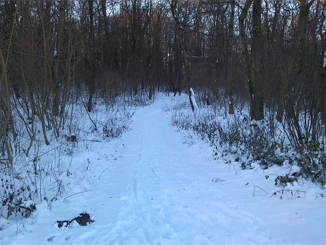 5a-Heteborn Blick Vom Ende Hakelstraße Über Den Weg Zu Domburg In Hakel Nach Süden (1)
