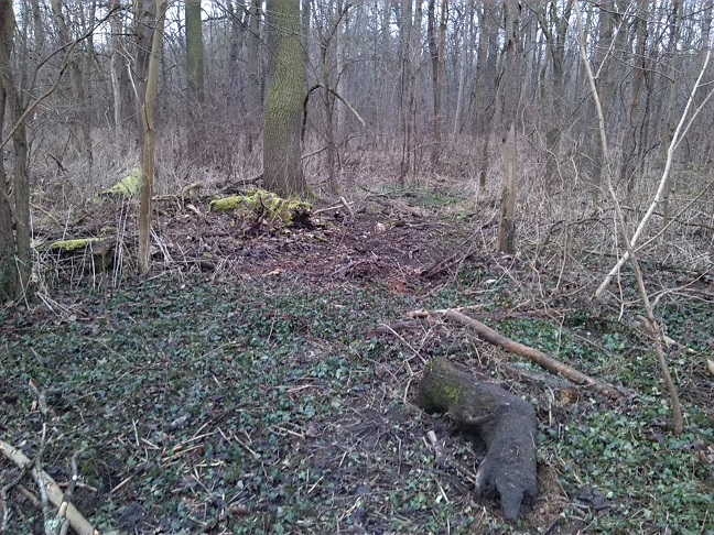 7a-Blick Von Ostweg NSG Peißnitz Südostteil Nach Nordwesten (1)