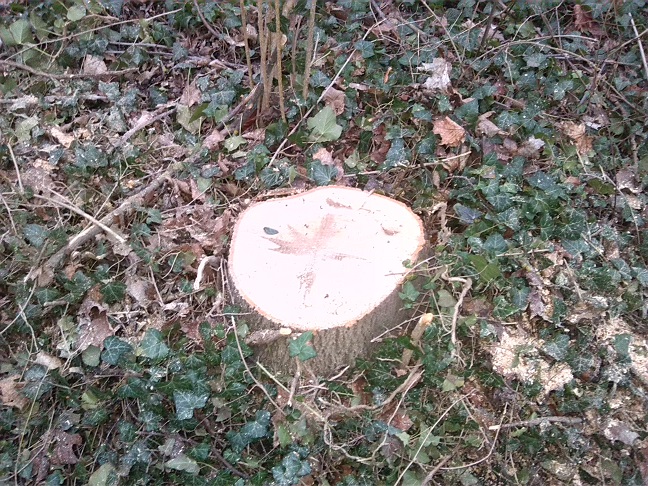 12a-Blick Zum Amtsgarten Nach Süden (2)