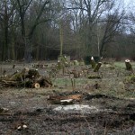 12a-Halle Blick Pulverweiden Nach Südosten