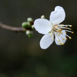 16a-Halle Planenaer Landstraße Unweit Planena Blüte Mirabelle