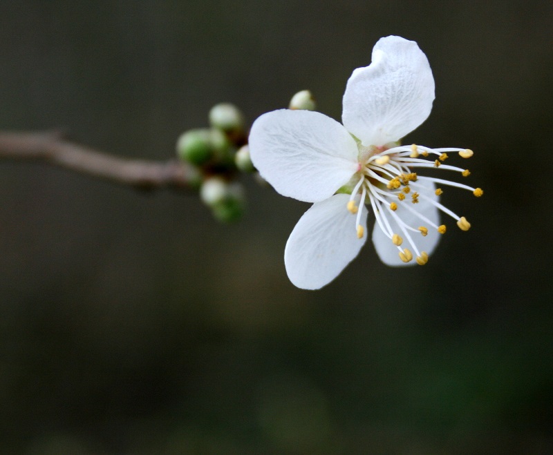 16a-Halle Planenaer Landstraße Unweit Planena Blüte Mirabelle