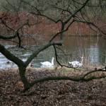 17a-Halle Blick Pulverweiden Nach Südosten Auf Pulverweidenteich