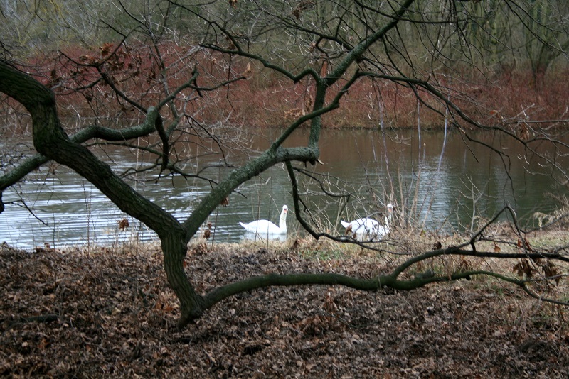 17a-Halle Blick Pulverweiden Nach Südosten Auf Pulverweidenteich