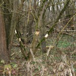 19a-Halle Blick Untere Aue Nach Südwesten