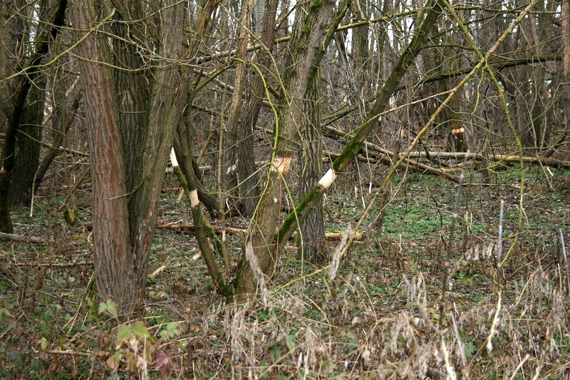 19a-Halle Blick Untere Aue Nach Südwesten