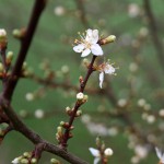 20a-Halle Planenaer Landstraße Unweit Planena Blüte Mirabelle