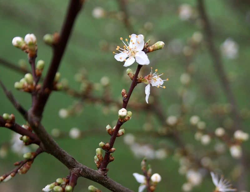 20a-Halle Planenaer Landstraße Unweit Planena Blüte Mirabelle