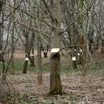 22a-Halle Untere Aue Weg Zwischen Pulverweiden & Rabeninsel Blick In Untere Aue Nach Südwesten