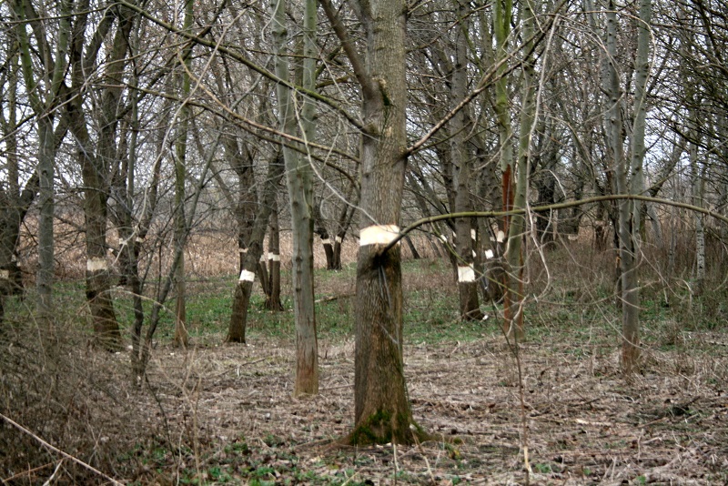 22a-Halle Untere Aue Weg Zwischen Pulverweiden & Rabeninsel Blick In Untere Aue Nach Südwesten