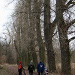 24a-Halle Untere Aue Weg Zwischen Pulverweiden & Rabeninsel Blick Nach Süden In Richtung Rabeninsel