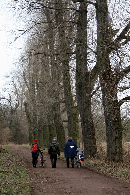 24a-Halle Untere Aue Weg Zwischen Pulverweiden & Rabeninsel Blick Nach Süden In Richtung Rabeninsel