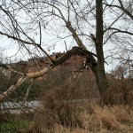 25a-Halle Untere Aue Weg Zwischen Pulverweiden & Rabeninsel Blick Über Saale Nach Südosten