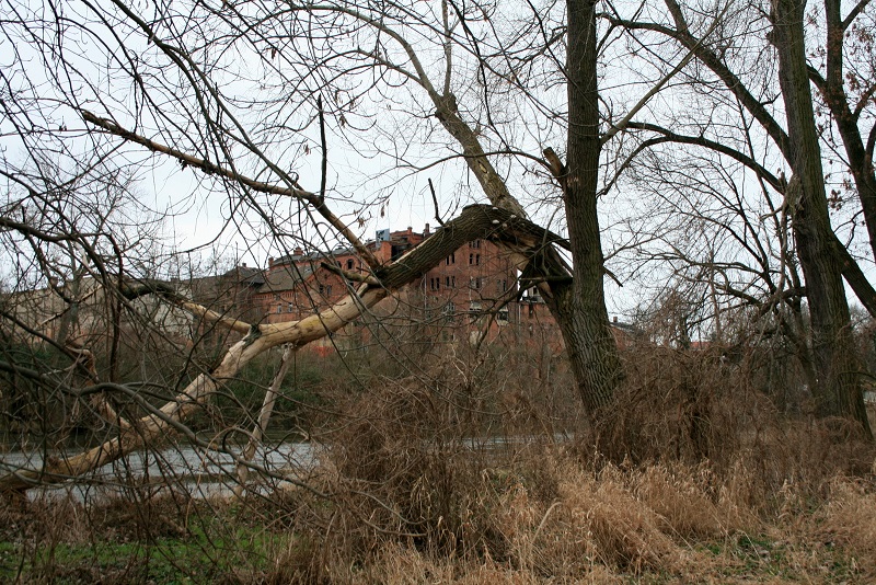 25a-Halle Untere Aue Weg Zwischen Pulverweiden & Rabeninsel Blick Über Saale Nach Südosten