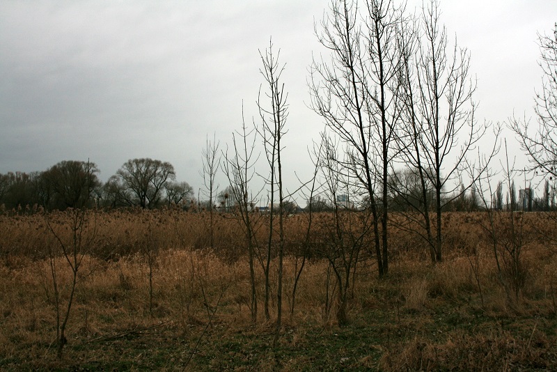 26a-Halle Untere Aue Weg Zwischen Pulverweiden & Rabeninsel Blick Über Untere Aue Nach Nordwesten Halle-Neustadtq