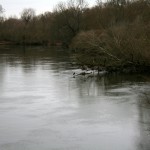 29a-Halle Untere Aue Weg Zwischen Pulverweiden & Rabeninsel Blick Von Brücke Zu Rabeninsel Nach Nordwesten Zu Wilder Saale