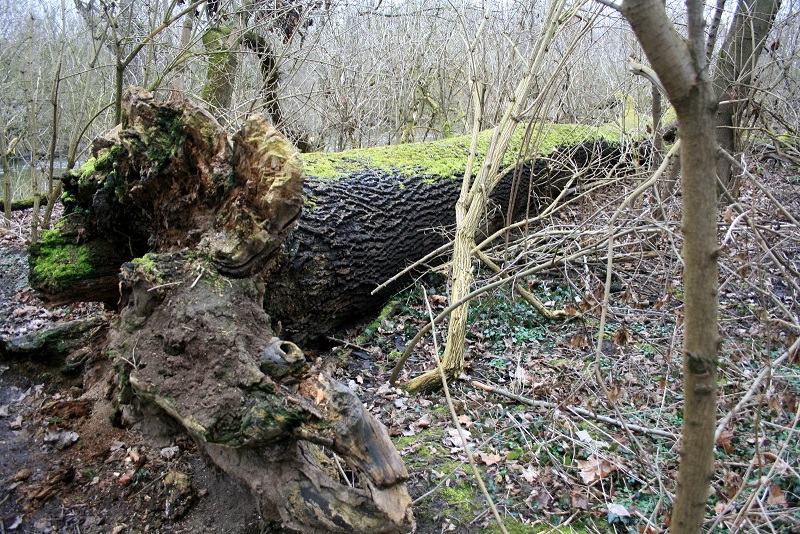 31a-Halle-Rabeninsel Nordwestteil Schlenkerweg Blick Nach Nordwesten In Richtung Wilde Saale