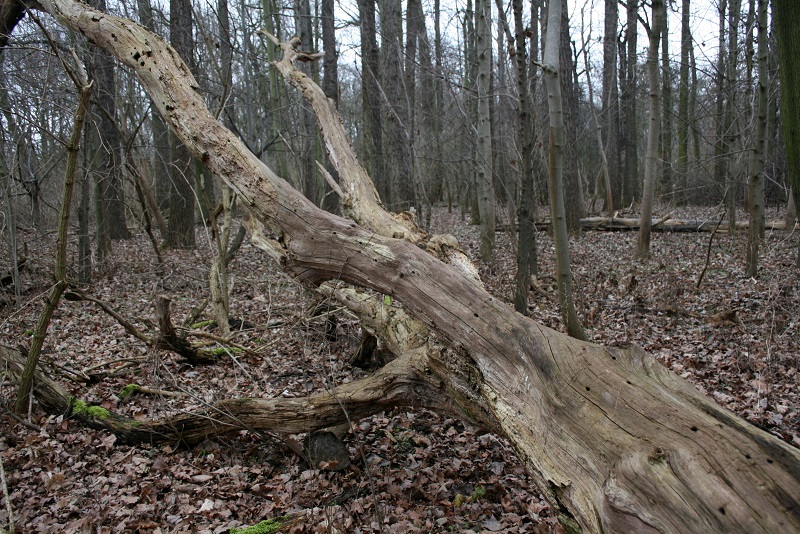 34a-Halle-Rabeninsel Nordwestteil Schlenkerweg Blick Nach Südosten