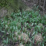 36a-Halle-Rabeninsel Westteil Schlenkerweg Waldtulpe