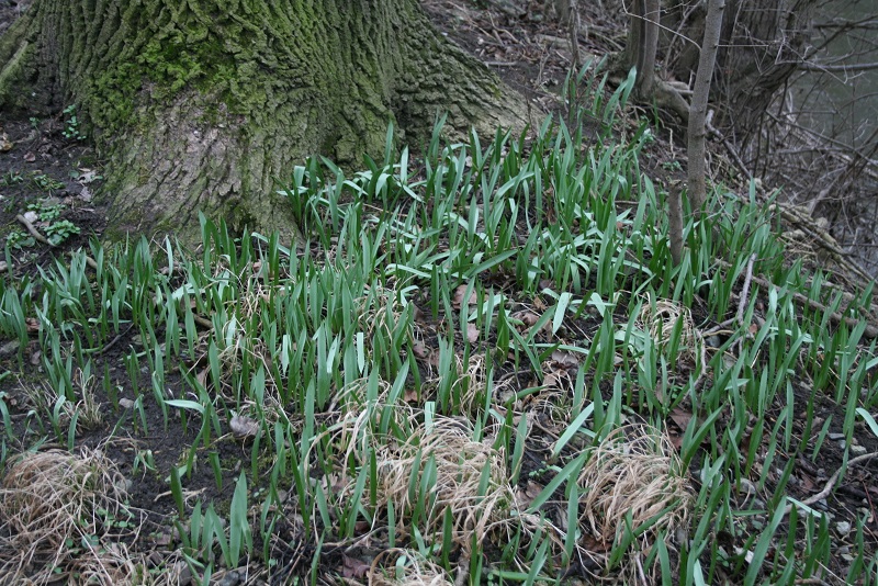 36a-Halle-Rabeninsel Westteil Schlenkerweg Waldtulpe