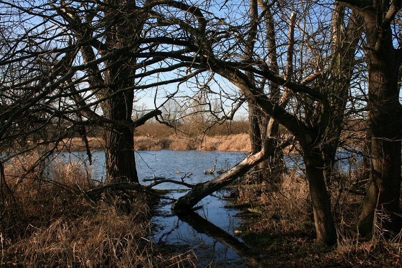 36a-Halle Saale-Elster-Aue Filterbecken Am Weg Zur Schafsbrücke