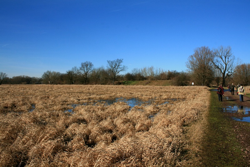 38a-Halle-Saale-Elster-Aue Weg Zur Schafsbrücke Mit Blick Nach Norden
