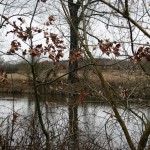 38a-Halle Rabeninsel Westteil Schlenkerweg Blick Nach Südwesten Auf Gemeine Esche