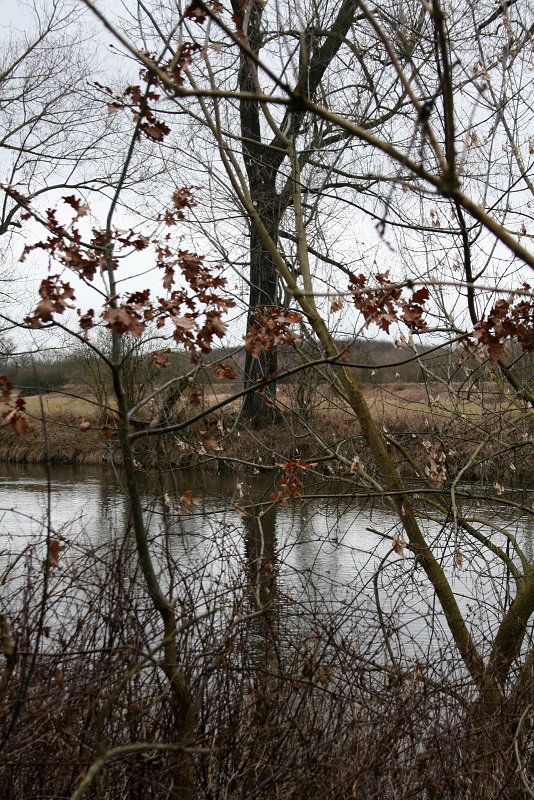 38a-Halle Rabeninsel Westteil Schlenkerweg Blick Nach Südwesten Auf Gemeine Esche