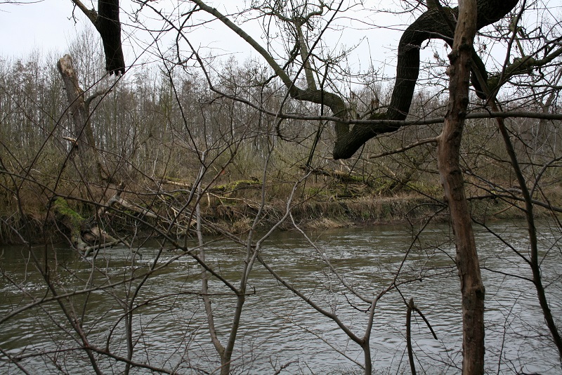 40a-Halle Rabeninsel Westteil Schlenkerweg Blick Nach Nordwesten Flussabwärts Zu Prallhang Wilde Saale