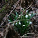 44a-Halle Rabeninsel Ostteil Schlenkerweg Schneeglöckchen Im Garten An Schleuse Böllberg