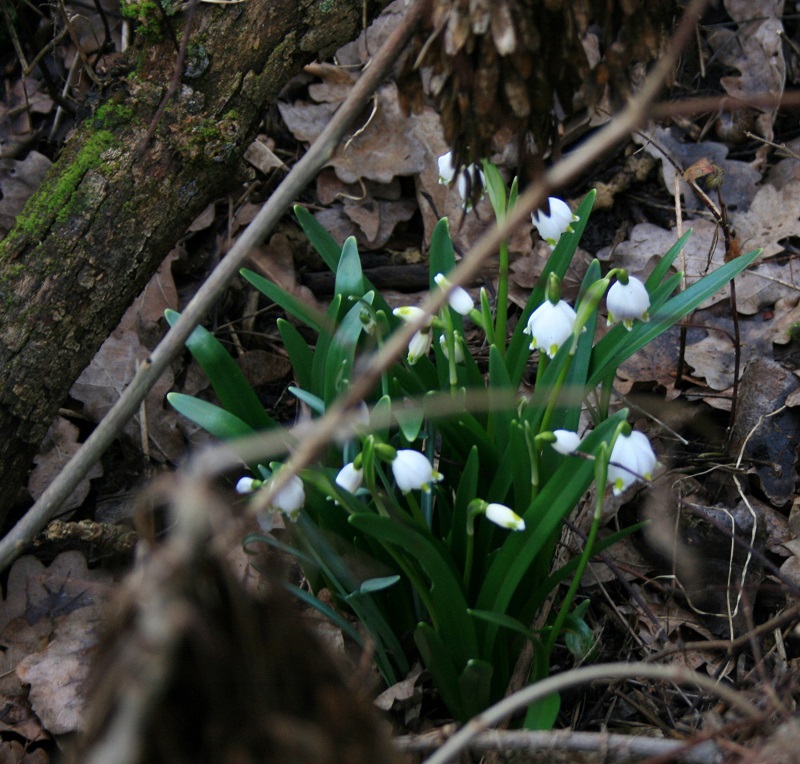 44a-Halle Rabeninsel Ostteil Schlenkerweg Schneeglöckchen Im Garten An Schleuse Böllberg