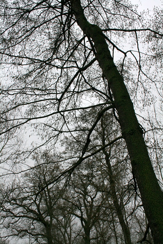 45a-Halle Rabeninsel Nordwestteil Schlenkerweg Schwarzerle