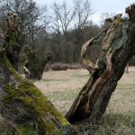 48a-Halle Rabeninsel Nordwestteil Blick Nach Nordosten Auf Kopfweidenwiese