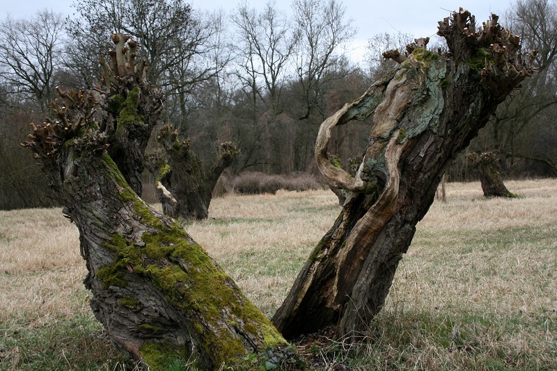 48a-Halle Rabeninsel Nordwestteil Blick Nach Nordosten Auf Kopfweidenwiese