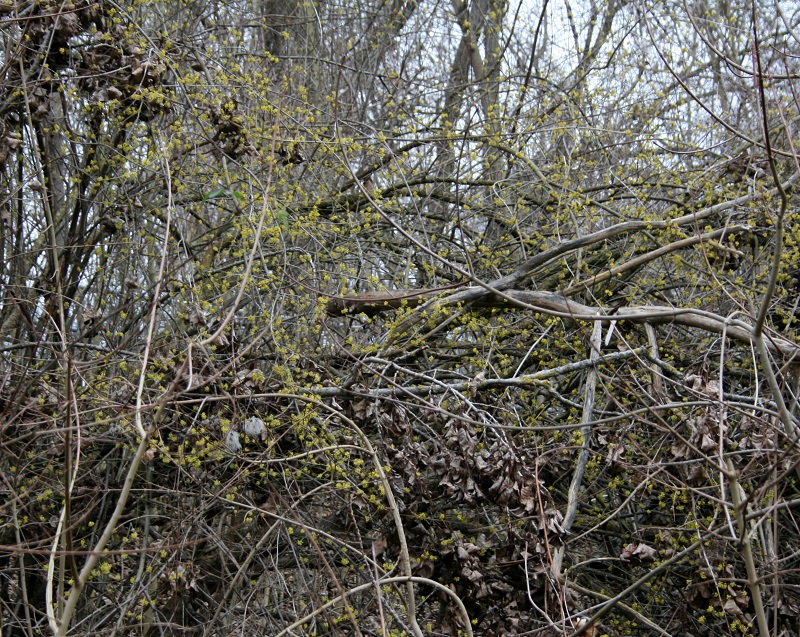 52a-Halle Pulverweidenzu & Abfahrt Meseberg Brücke Kornelkirsche Blick Nach Norden