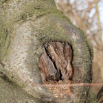 70a-Halle Nordwestteil Pfingstanger Vogelkirsche Im Auenwald