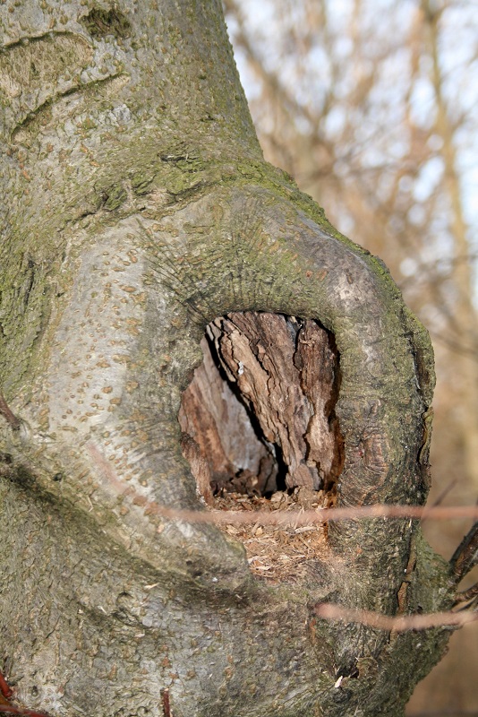 70a-Halle Nordwestteil Pfingstanger Vogelkirsche Im Auenwald