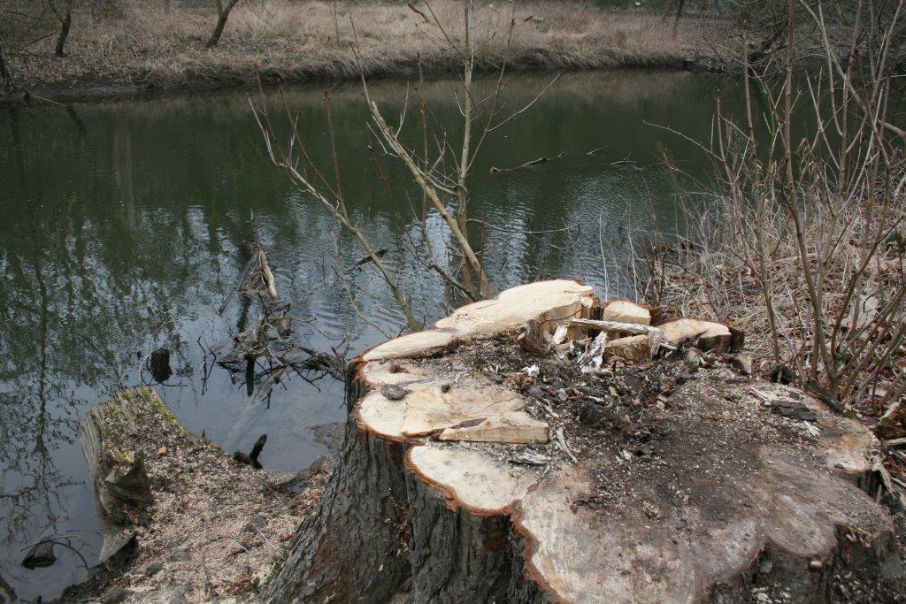 1-Halle Peißnitz Nordwestteil Blick Über Baumstumpf Rosskastanie Zu Wilder Saale Nach Nordwesten