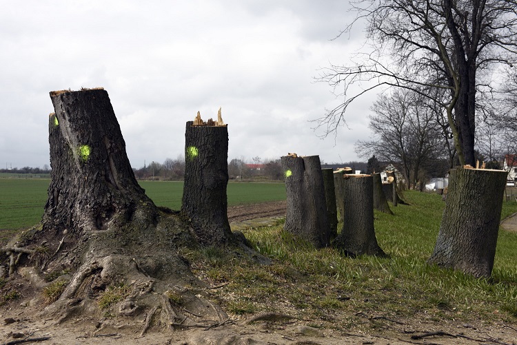 14a-Weißenfels Schkortleben Park Am Südostende Blick Nach Nordwesten