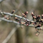 19-Brachstedt Weißdorn Am Westrand Am Wäldchen Nordwestlich Burgstetten