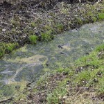 25a-Brachstedt Graben An Teichen Südlich Wurp