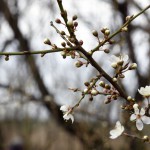 26-Brachstedt Mirabelle Teiche Südlich Wurp