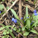 26a-Weißenfels Gniebendorf Blausternchen Am Auenwald