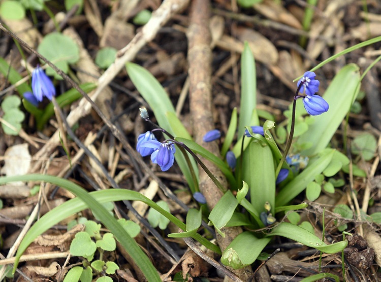 26a-Weißenfels Gniebendorf Blausternchen Am Auenwald