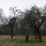 27a-Weißenfels Gniebendorf Streuobstwiese Im Nordostteil Des Auenwaldes Blick Nach Westen