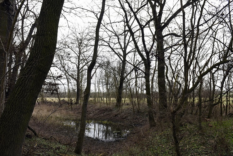 28a-Weißenfels Gniebendorf Ostteil Des Auenwaldes Blick Nach Osten