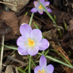 29-Brachstedt Krokusse An Kreuzung Am Westengarten & Ostrauer Weg & Alte Fabrik