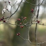 30-Weißenfels Gniebendorf Feldulme Am Auenwald